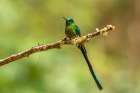 Ecuador-Guango. Long-tailed sylph hummingbird close-up. Art Print